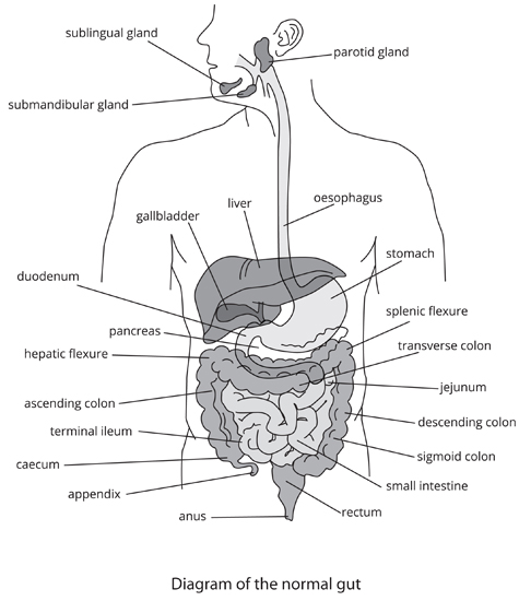 Diagram of a normal gut